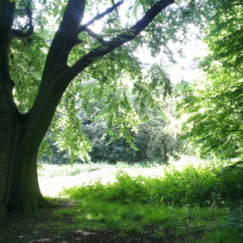 Notes From Another Land / Hampstead Heath