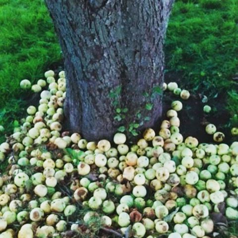 Notes From Another Land