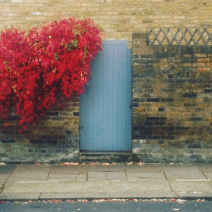 Notes From Another Land | Red leaves gray door