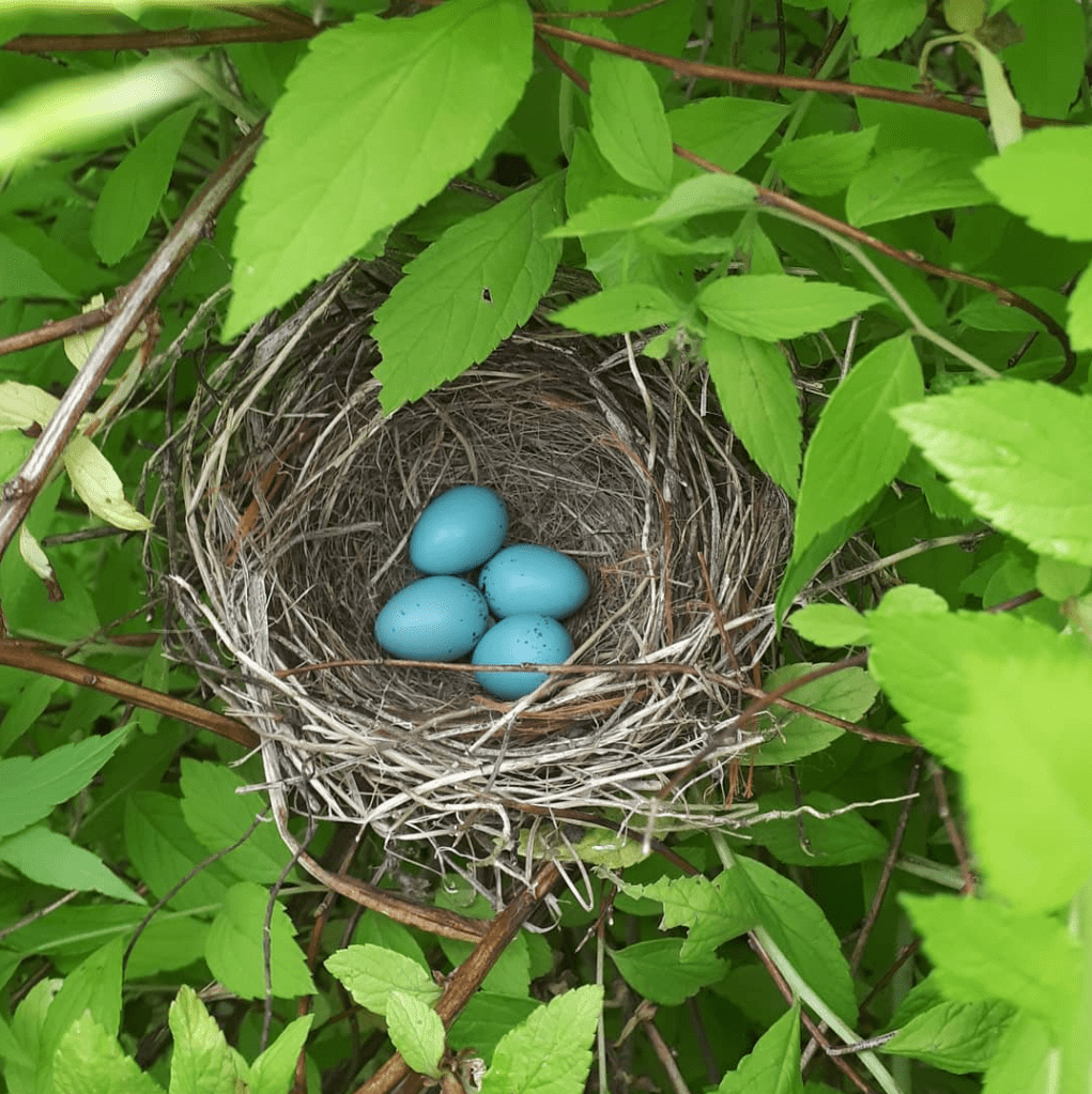 A nest of four bright blue robin's eggs in a hydrangea bush.
