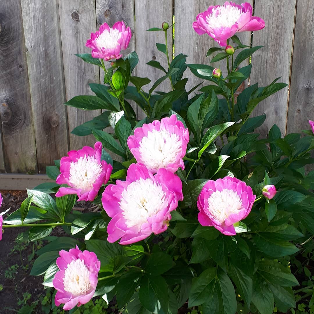 Amy Maureen Lynch Notes From Another Land Peonies in Summer